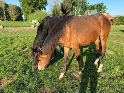 Te koop : lieve 2-jarige recreatie ruin, Dieren en Toebehoren, Paarden, Ruin, Niet van toepassing, 165 tot 170 cm, 0 tot 2 jaar