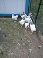 Sussex  legkippen, Dieren en Toebehoren, Pluimvee