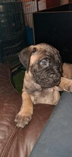 Chiots Bullmastiff, 8 à 15 semaines, Bouledogue, Plusieurs, Éleveur | Loisir