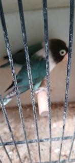 Ef Misty personata