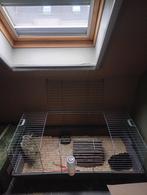 3 cavia's met kooi, Dieren en Toebehoren, Ophalen, Kooi, Cavia