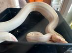 Boa constrictor