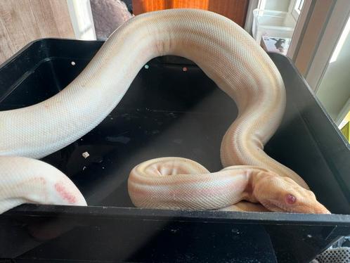 Boa constrictor, Dieren en Toebehoren, Reptielen en Amfibieën