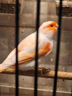 Canaris                        Mosaïque rouge et Gloster, Mâle