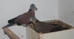 Birma tortel duif, Dieren en Toebehoren, Vogels | Overige Vogels
