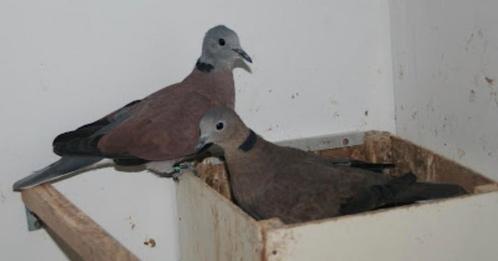 Birma tortel duif, Dieren en Toebehoren, Vogels | Overige Vogels