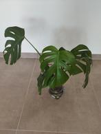 2 gewortelde monstera stekjes, Huis en Inrichting, Kamerplanten, Ophalen