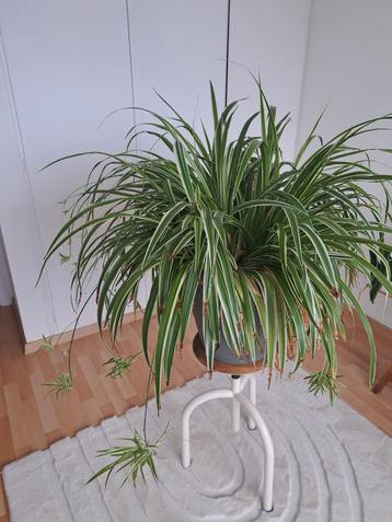 Grote graslelie plant