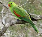 Roodvleugelparkiet/Perruche érythroptère, Enlèvement ou Envoi