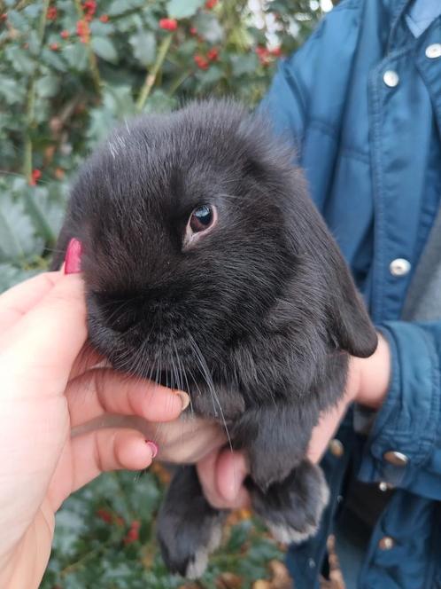 Superlief NHD dwergkonijn tje (voedster), Dieren en Toebehoren, Konijnen, Dwerg, Vrouwelijk, 0 tot 2 jaar, Hangoor