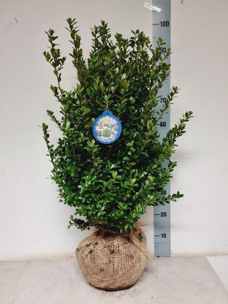 Ilex in soorten, Tuin en Terras, Planten | Struiken en Hagen, Struik, Ophalen of Verzenden