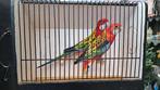 Rosella, Dieren en Toebehoren, Parkiet
