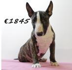 Bull Terrier miniatuur pups te koop, Dieren en Toebehoren, Honden | Jack Russells en Terriërs, Bull Terriër, België, 15 weken tot 1 jaar