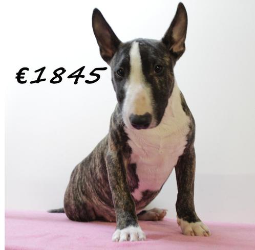 Bull Terrier miniatuur pups te koop, Dieren en Toebehoren, Honden | Jack Russells en Terriërs, Meerdere dieren, Bull Terriër, Handelaar