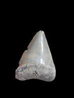 8) Grand carcharodon carcharias (requin blanc) de Bone Valle, Collections, Enlèvement ou Envoi, Fossile