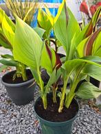 Canna Cleopatra, Tuin en Terras, Planten | Tuinplanten, Ophalen, Zomer, Overige soorten, Halfschaduw