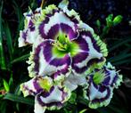 Exclusive hemerocallis planten in pot, Ophalen of Verzenden