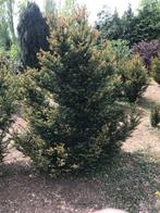 TAXUS PLANTEN, Ophalen, Nieuw