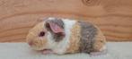 Schattige US teddy cavia, Dieren en Toebehoren, Knaagdieren, Juli, Mannelijk, Cavia