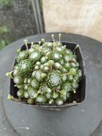 Sempervivum, Tuin en Terras, Ophalen, Halfschaduw