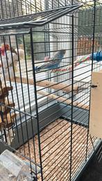 Grasparkiet met mooie kooi, Vrouwelijk, Parkiet