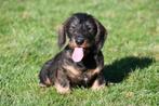 Ruwharige Teckel pups te koop, Dieren en Toebehoren, 15 weken tot 1 jaar, Buitenland, CDV (hondenziekte), Dwerg