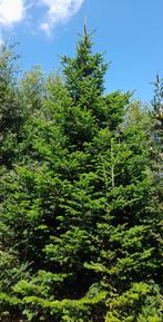 Grote Nordmann Kerstbomen + 5 meter, Tuin en Terras, Ophalen, 400 cm of meer