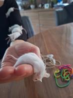 Albino muisjes, Augustus, Meerdere dieren, Muis