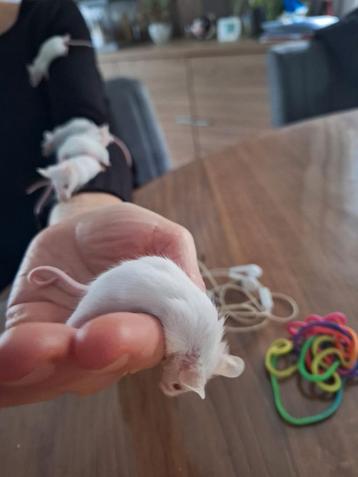 Albino muisjes beschikbaar voor biedingen