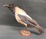 Taxidermie opgezette vogel, Verzamelen, Dierenverzamelingen, Ophalen, Gebruikt, Vogel, Opgezet dier