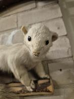 Witte marter, Verzamelen, Dierenverzamelingen, Ophalen of Verzenden, Zo goed als nieuw