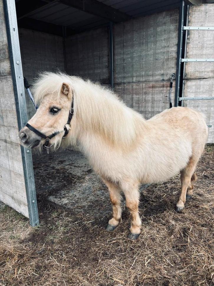 Te koop‼️, Animaux & Accessoires, Poneys, Jument