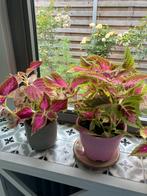 2 x Siernetel - Coleus, Huis en Inrichting, Kamerplanten, Ophalen