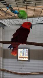 Edelpapagaai pop te koop van 2020, Dieren en Toebehoren, Vrouwelijk, Papegaai