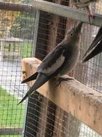 Valparkieten, Dieren en Toebehoren, Vogels | Parkieten en Papegaaien