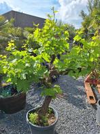 vieille vigne sur une tige, Jardin & Terrasse, Plantes | Arbres fruitiers, Enlèvement ou Envoi