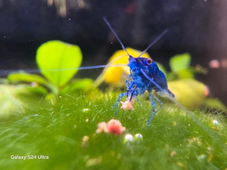 Blue Dream Garnalen - Locatie Heerlen NL, Dieren en Toebehoren, Vissen | Aquariumvissen, Zoetwatervis, Kreeft, Krab of Garnaal