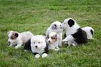 border collie pups geboren op boerderij, België, Particulier, CDV (hondenziekte), 8 tot 15 weken