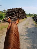 GEZOCHT: Buitenrit-maatje, Poney D (1.37 m à 1.48m)