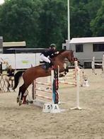 Leuke 7 jaarse merrie, Dieren en Toebehoren, Paarden, Merrie, Springpaard, Gechipt, M