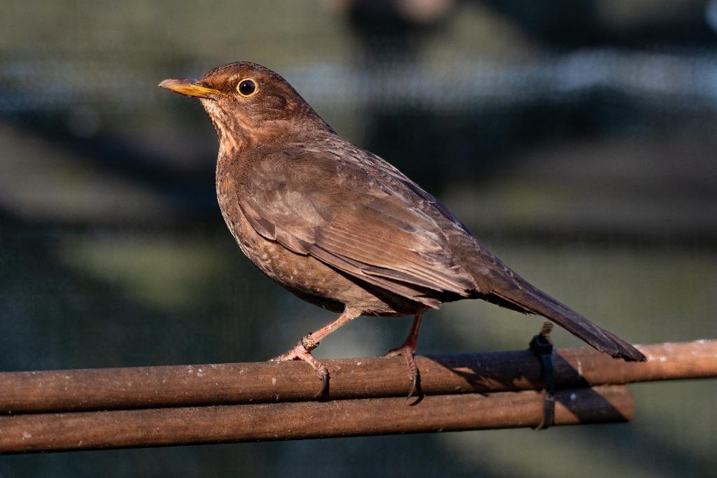 Merel kleurmutatie - bruin  2025 Pop, Dieren en Toebehoren, Vrouwelijk, Wildzangvogel, Geringd