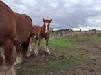Trekpaard merrieveulen, Dieren en Toebehoren, Paarden, Merrie, Tuigpaard, 0 tot 2 jaar