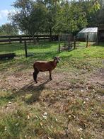 lam kameroenschaap, Dieren en Toebehoren, Schapen, Geiten en Varkens, Mannelijk, Schaap, 0 tot 2 jaar