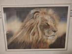 Airbrush leeuw, Huis en Inrichting, Woonaccessoires | Schilderijen, Tekeningen en Foto's, Ophalen of Verzenden, Zo goed als nieuw