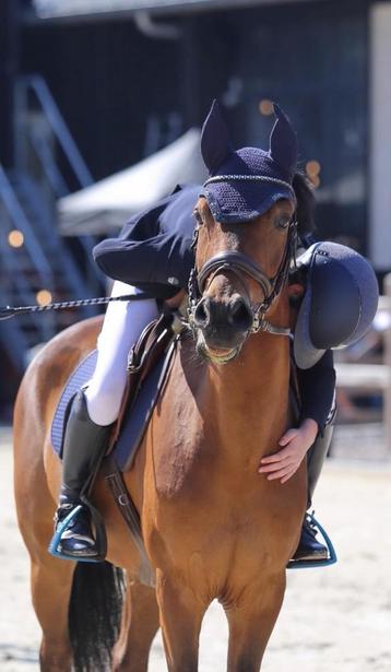 Halve / volledige stal gezocht voor D-pony regio Horebeke, 11 ans ou plus, Hongre, Moins de 160 cm, Cheval de récréation