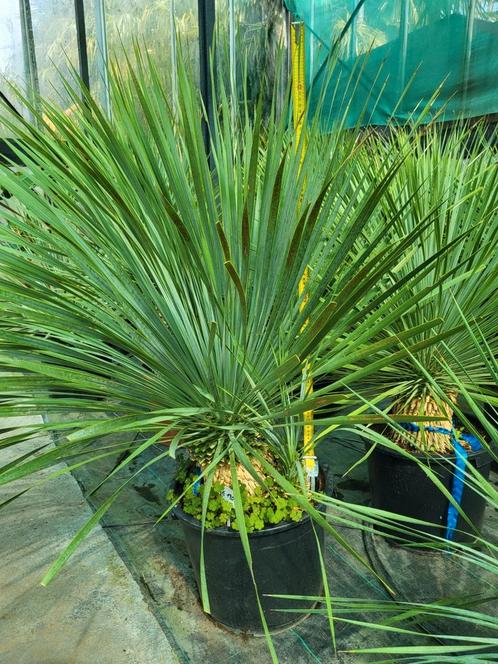 Yucca rostrata : hauteur de la plante : 90 cm, Jardin & Terrasse, Plantes | Jardin, Enlèvement ou Envoi