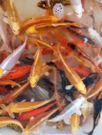 Prachtige a koi 10/12 cm, Dieren en Toebehoren, Vissen | Vijvervissen