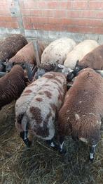 SCHAPEN  dekrammen, Dieren en Toebehoren, Schapen, Geiten en Varkens