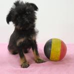 Belgische Griffon pups te koop, Dieren en Toebehoren, België, CDV (hondenziekte), 8 tot 15 weken, Teef