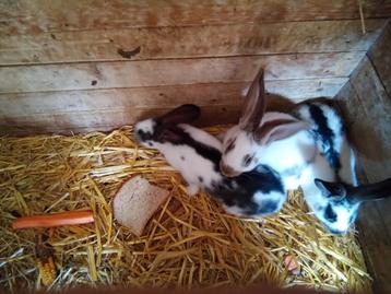 reuzevlinder groot lotharingen konijnen, Plusieurs animaux, Grand